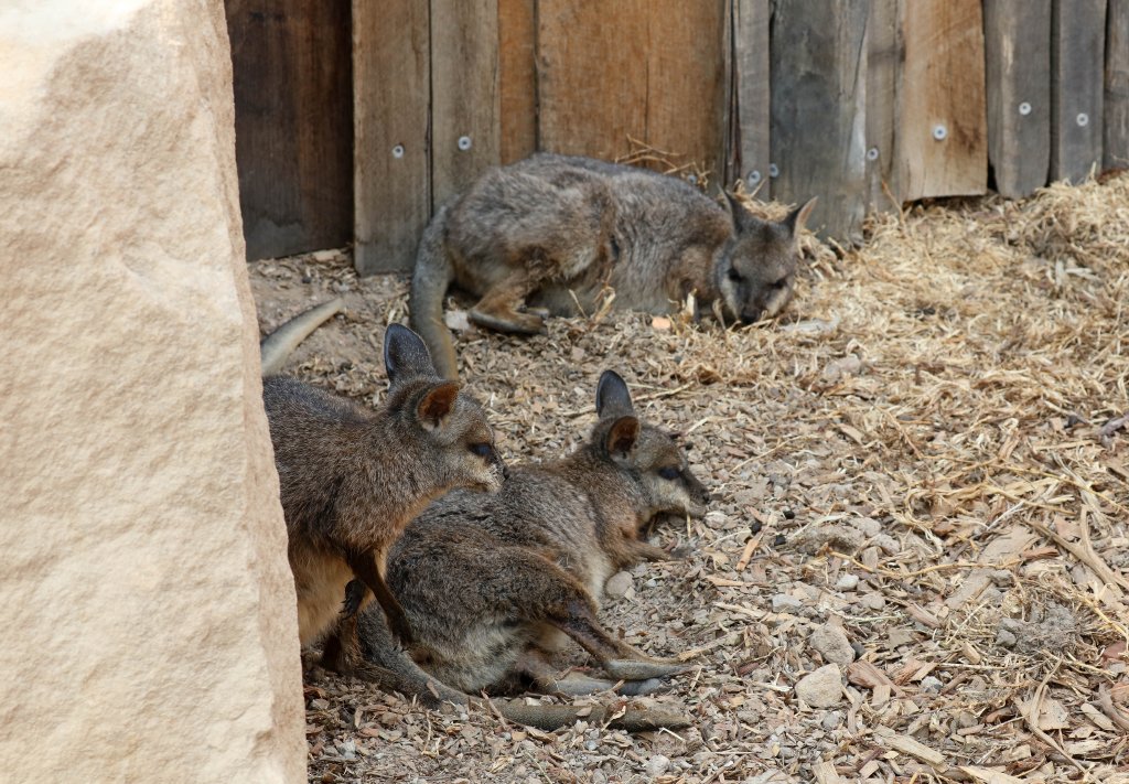 Tammar Wallabies
