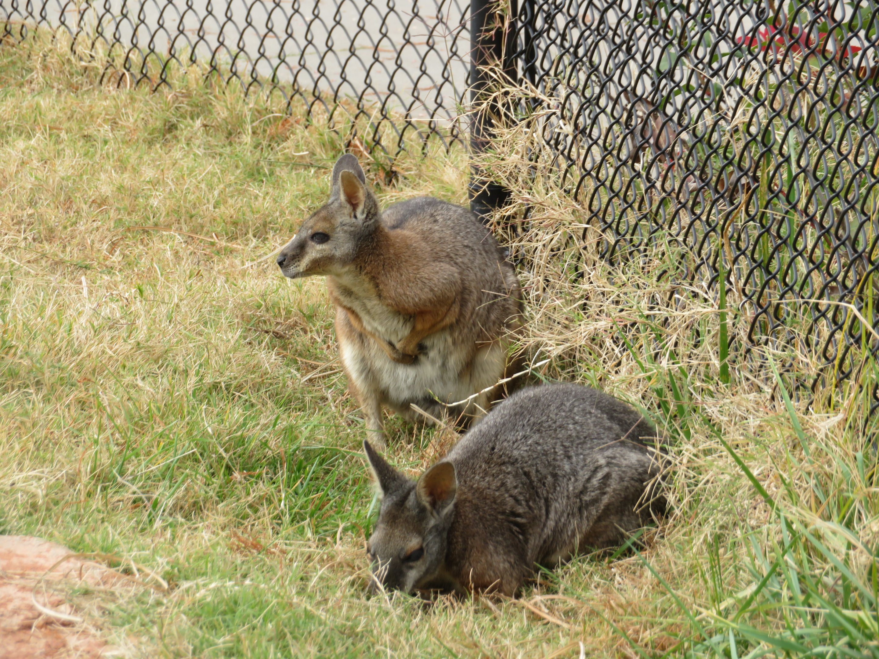 Tammar Wallabies
