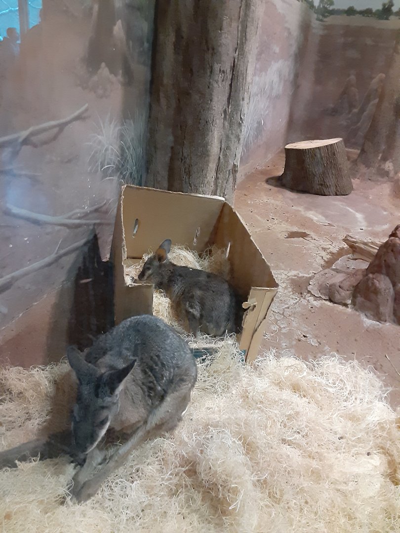 Tammar Wallabies
