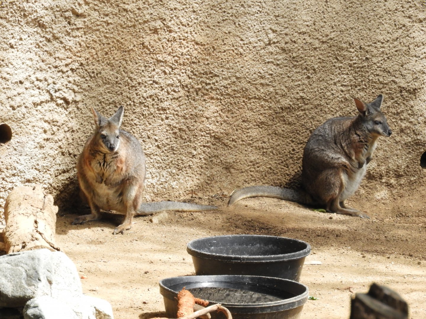 Tammar wallabies