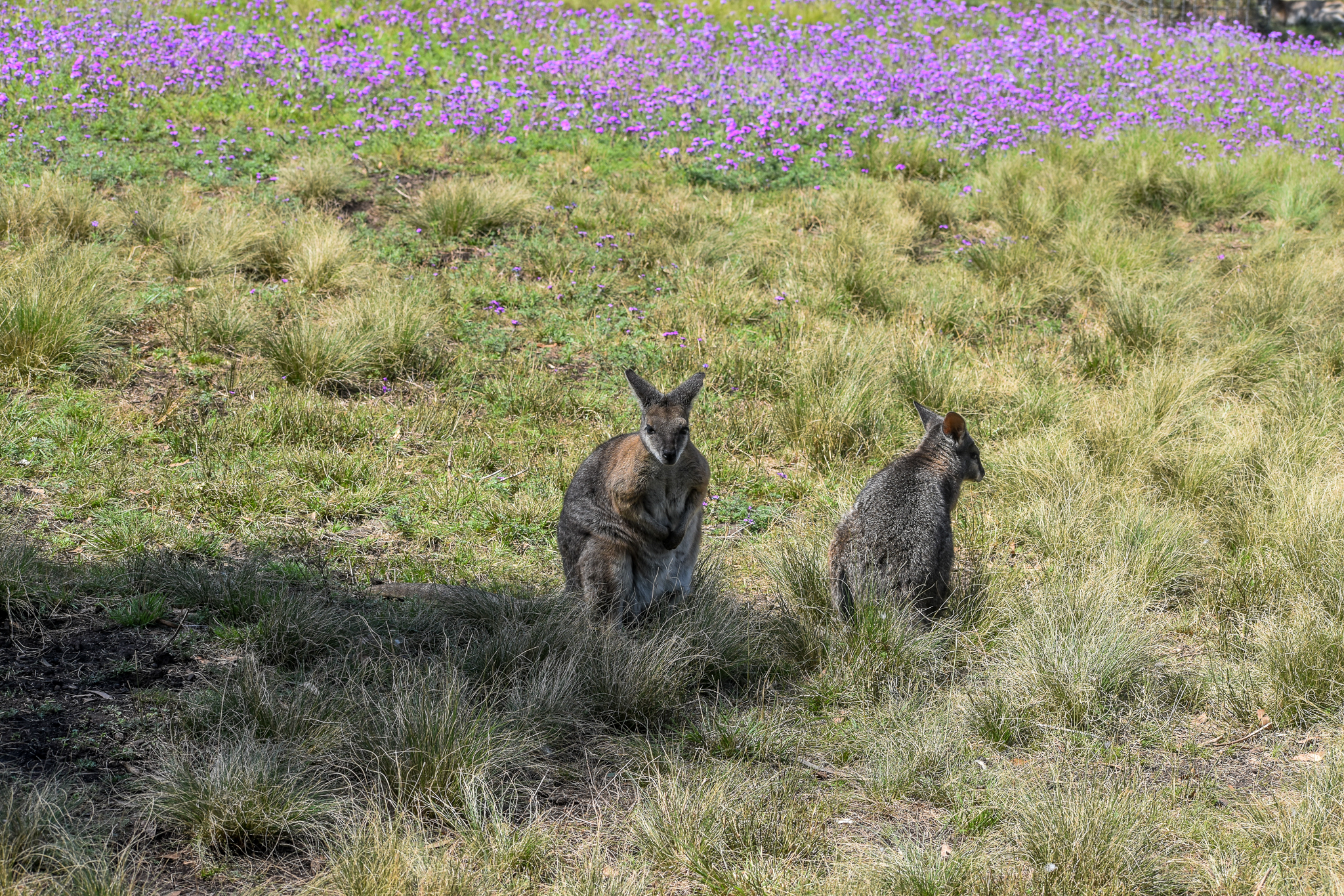 Tammar Wallabies