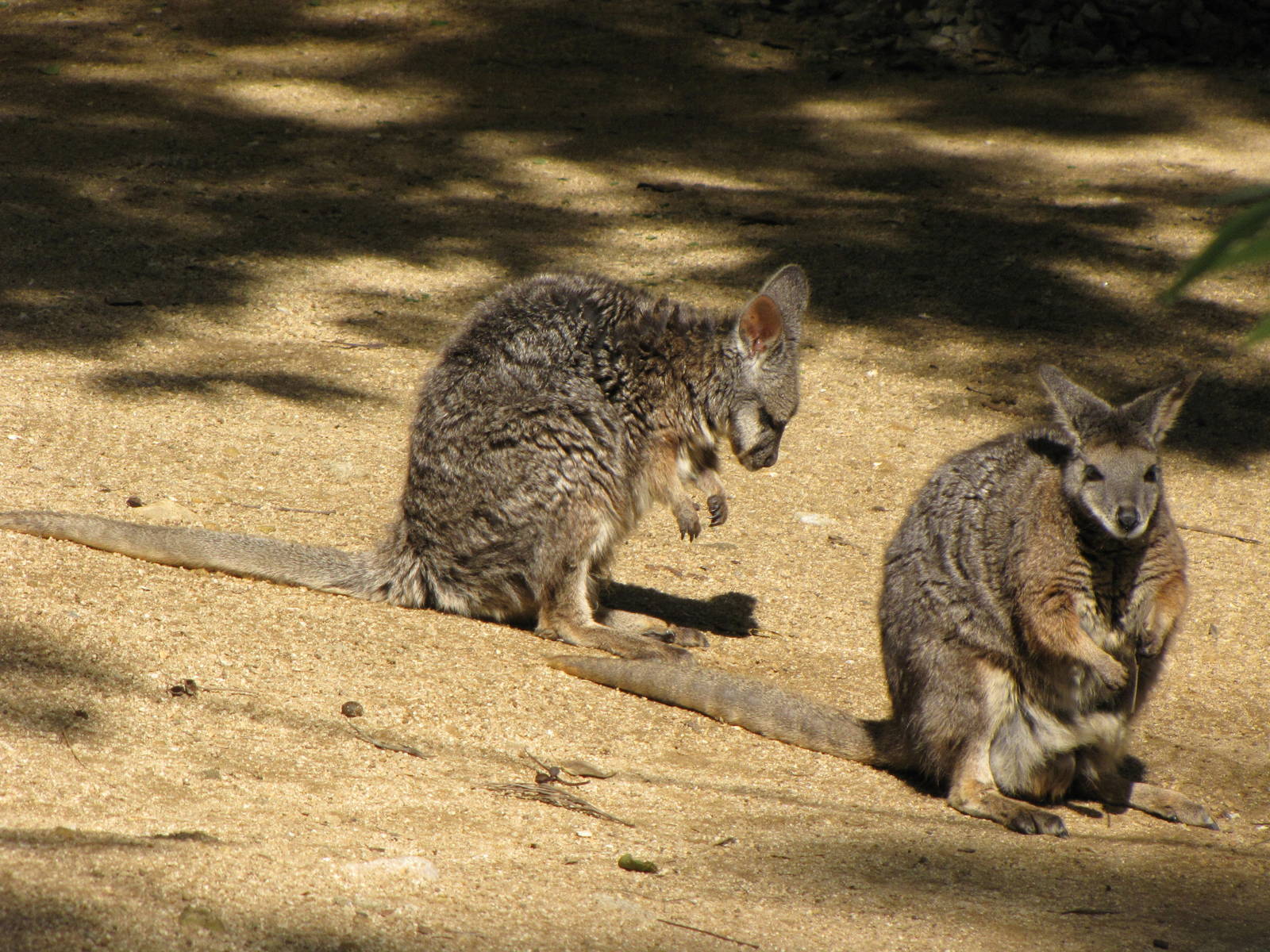 Tammar Wallabies