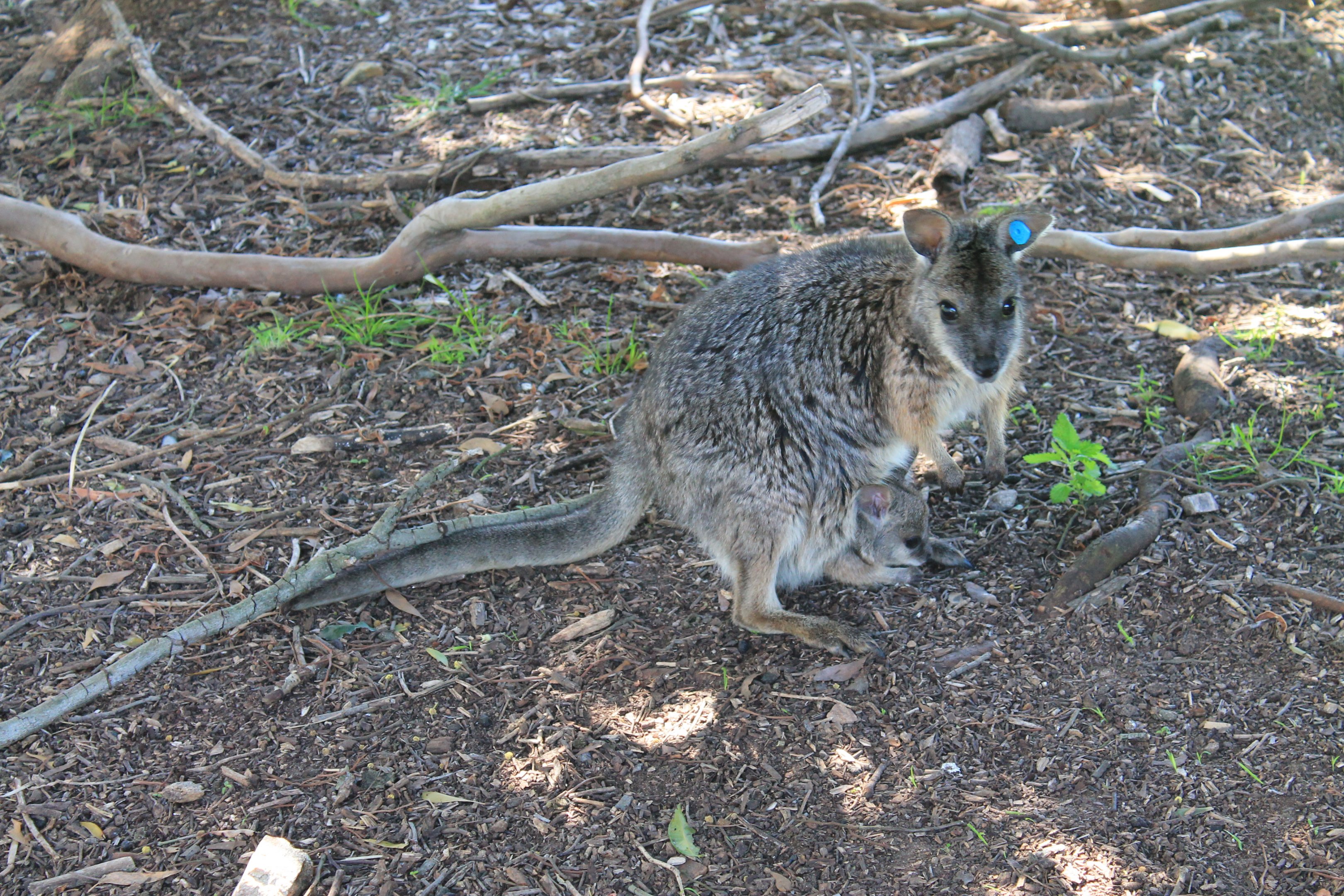 Tammar Wallabies