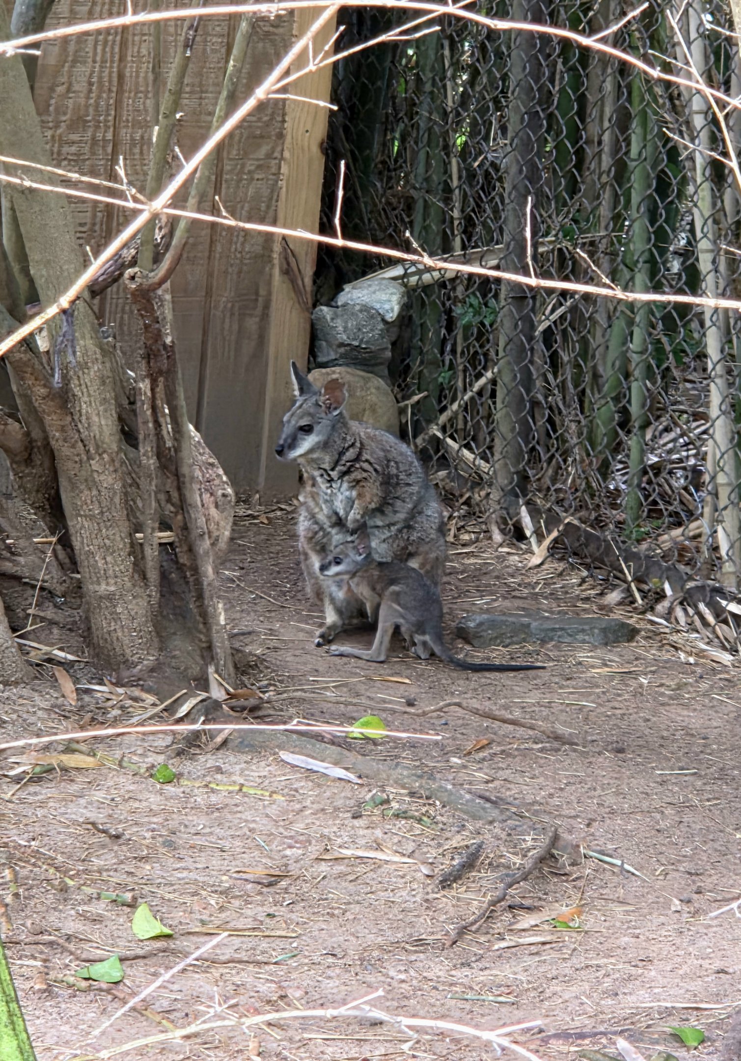 Tammar Wallaby and Joey - Riverbanks Zoo