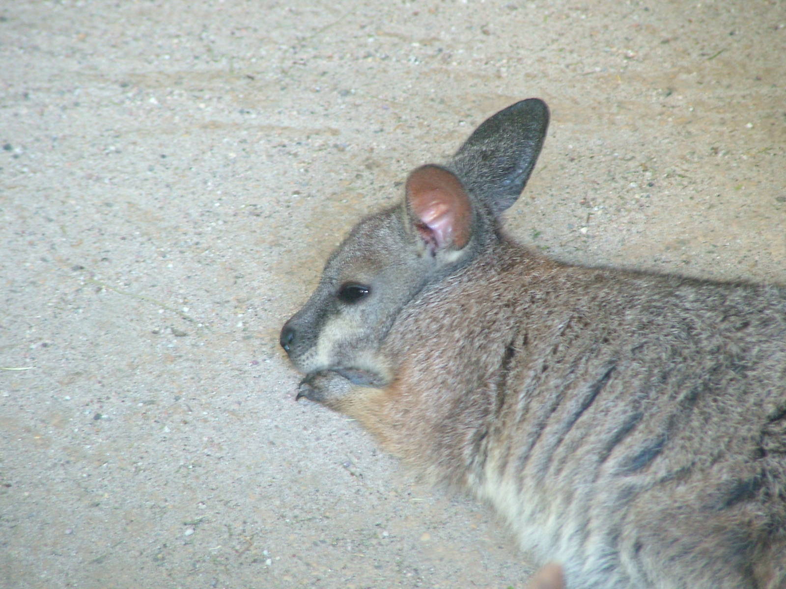 Tammar Wallaby at Frankfurt 31/08/10