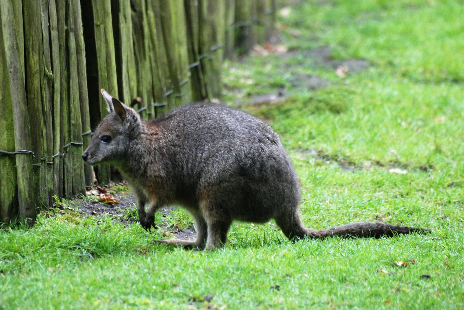 Tammar Wallaby at Wissel Zoo, Epe, 01/06/12