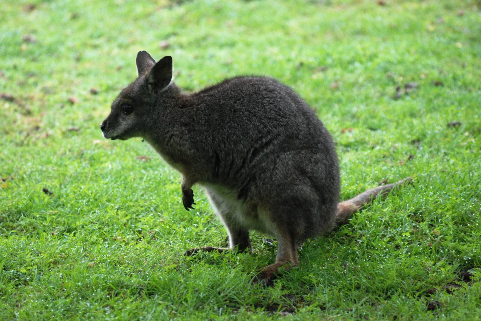 Tammar Wallaby at Wissel Zoo, Epe, 01/06/12