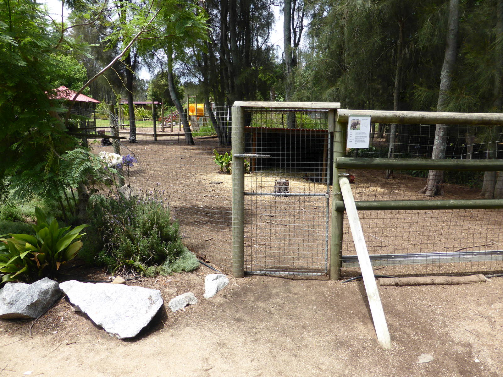 Tammar Wallaby exhibit