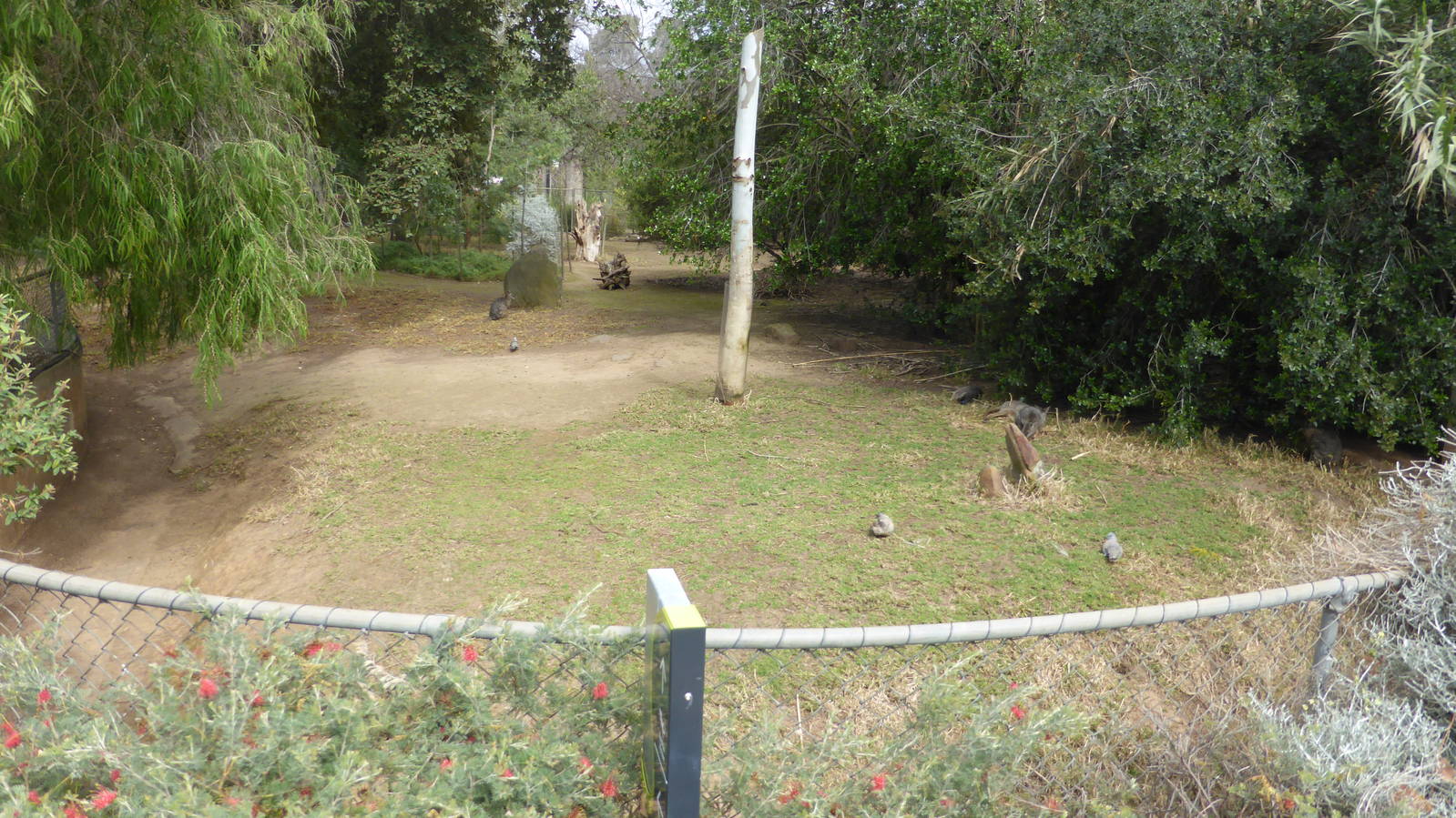 Tammar Wallaby exhibit