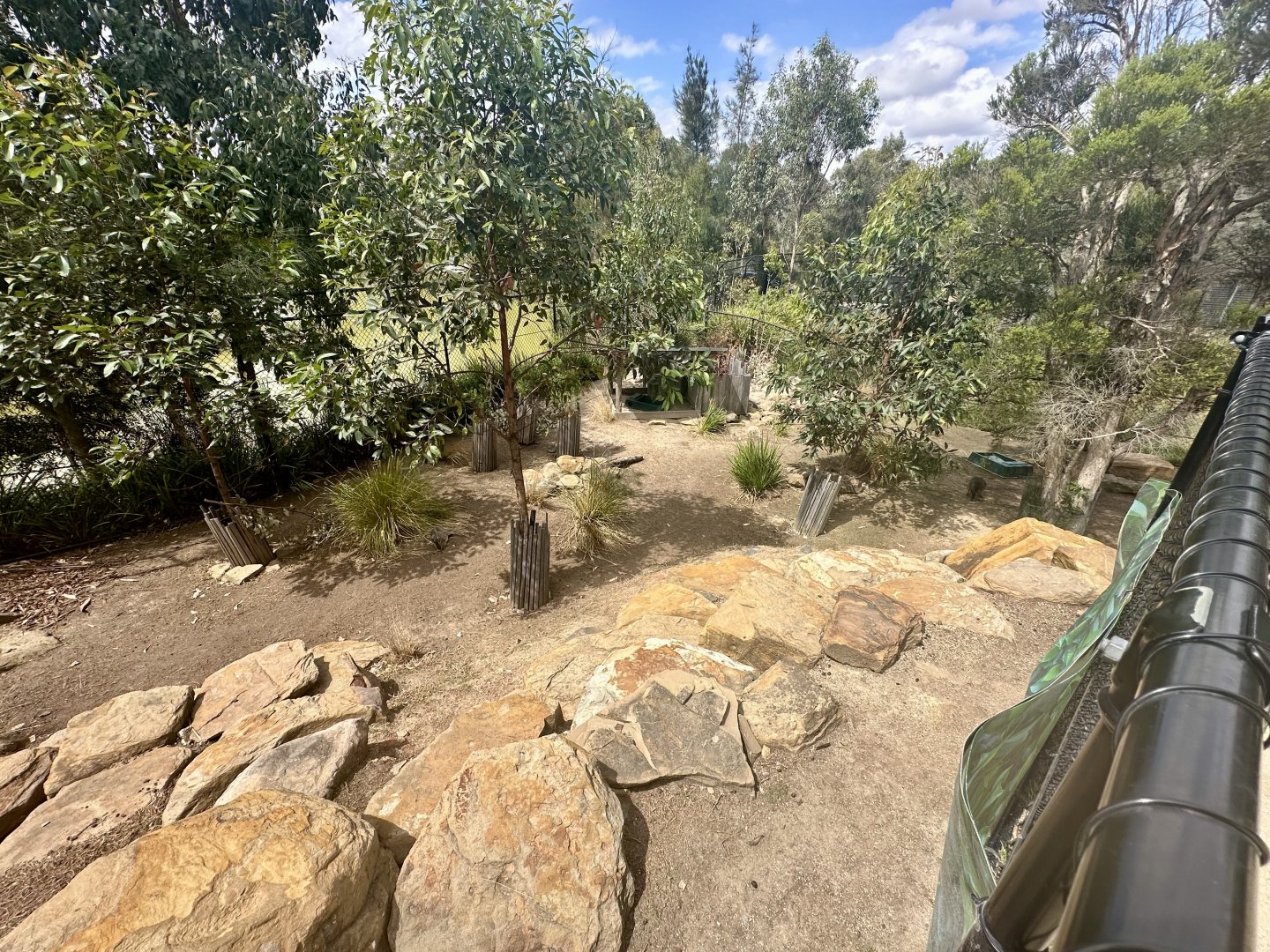 Tammar Wallaby Exhibit