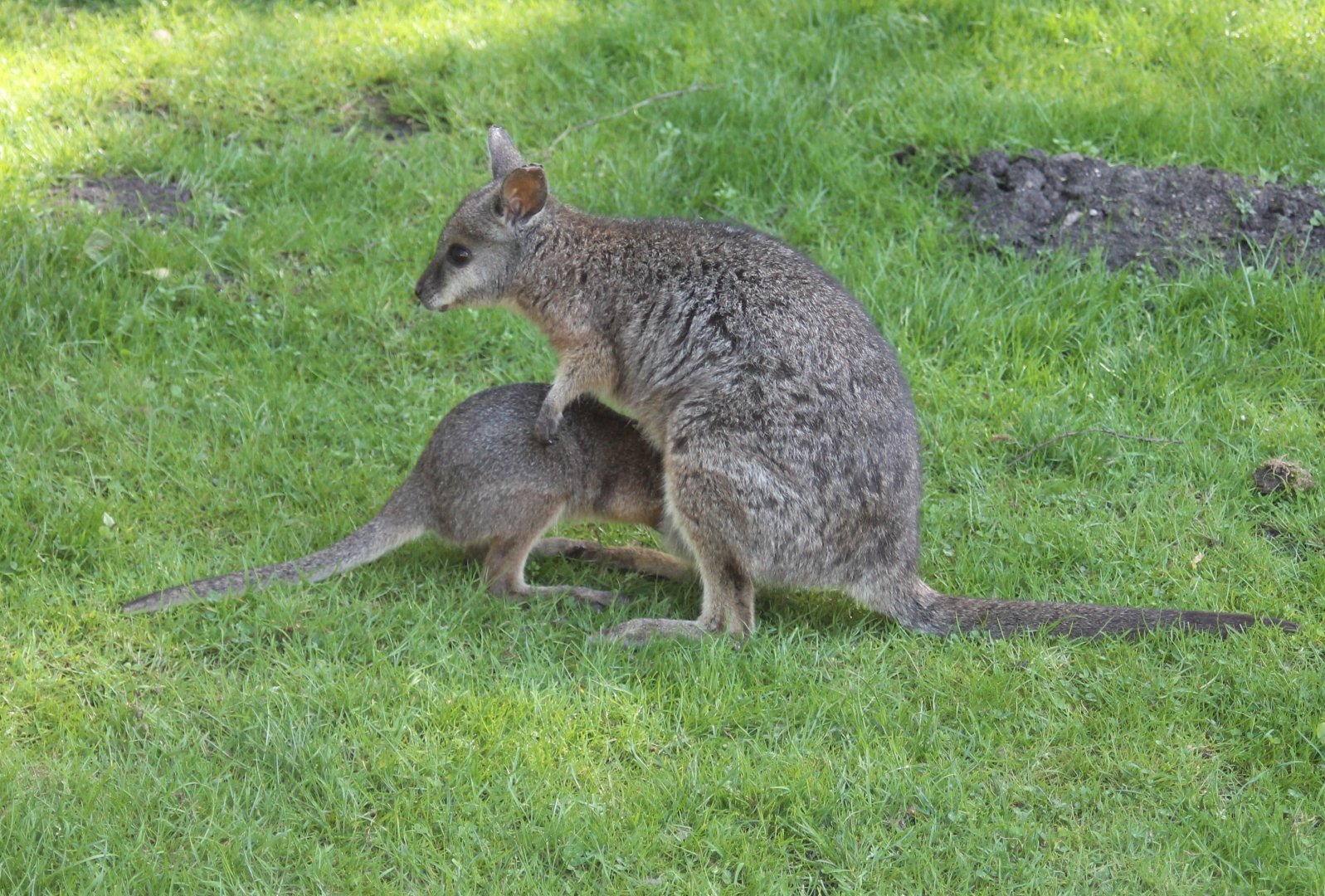 Tammar wallaby joey inspecting its mothers pouch