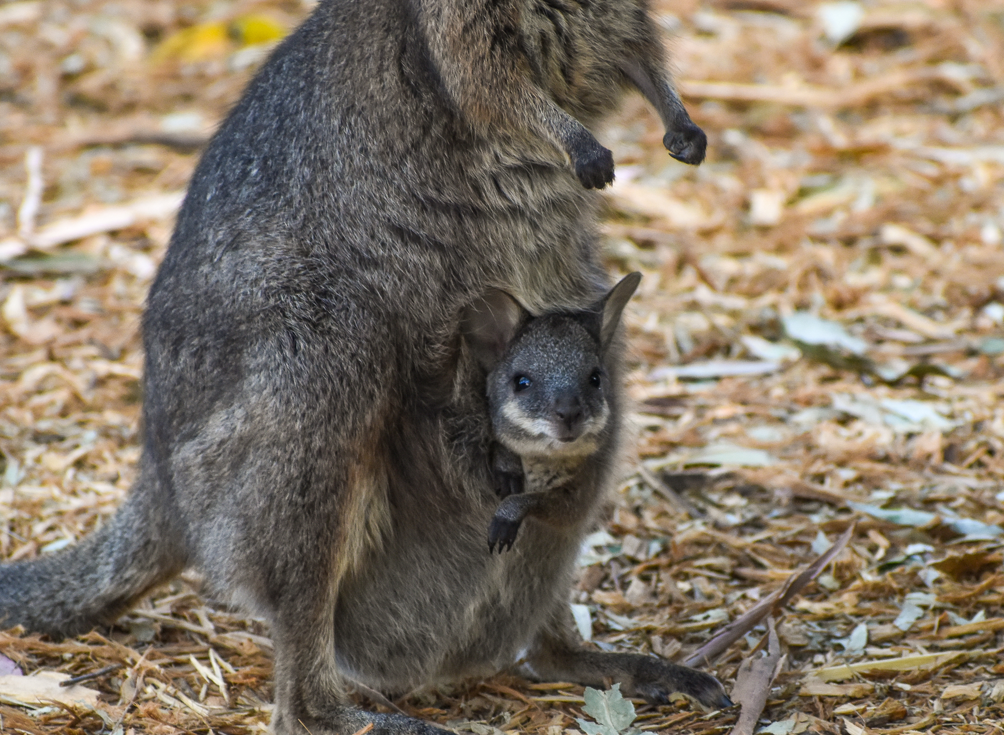 Tammar Wallaby joey