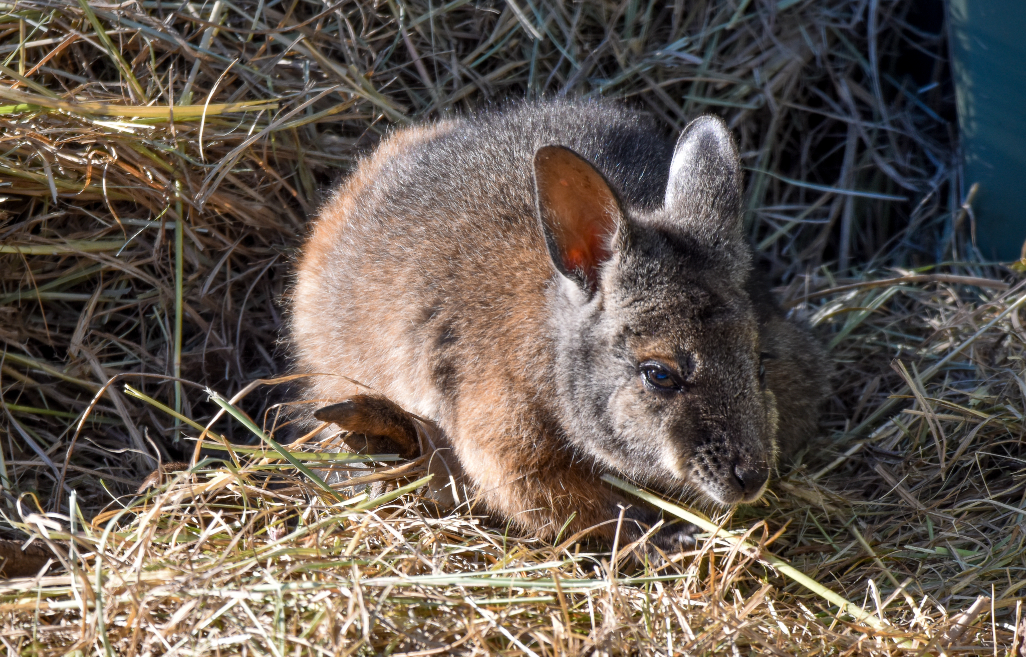 Tammar Wallaby joey