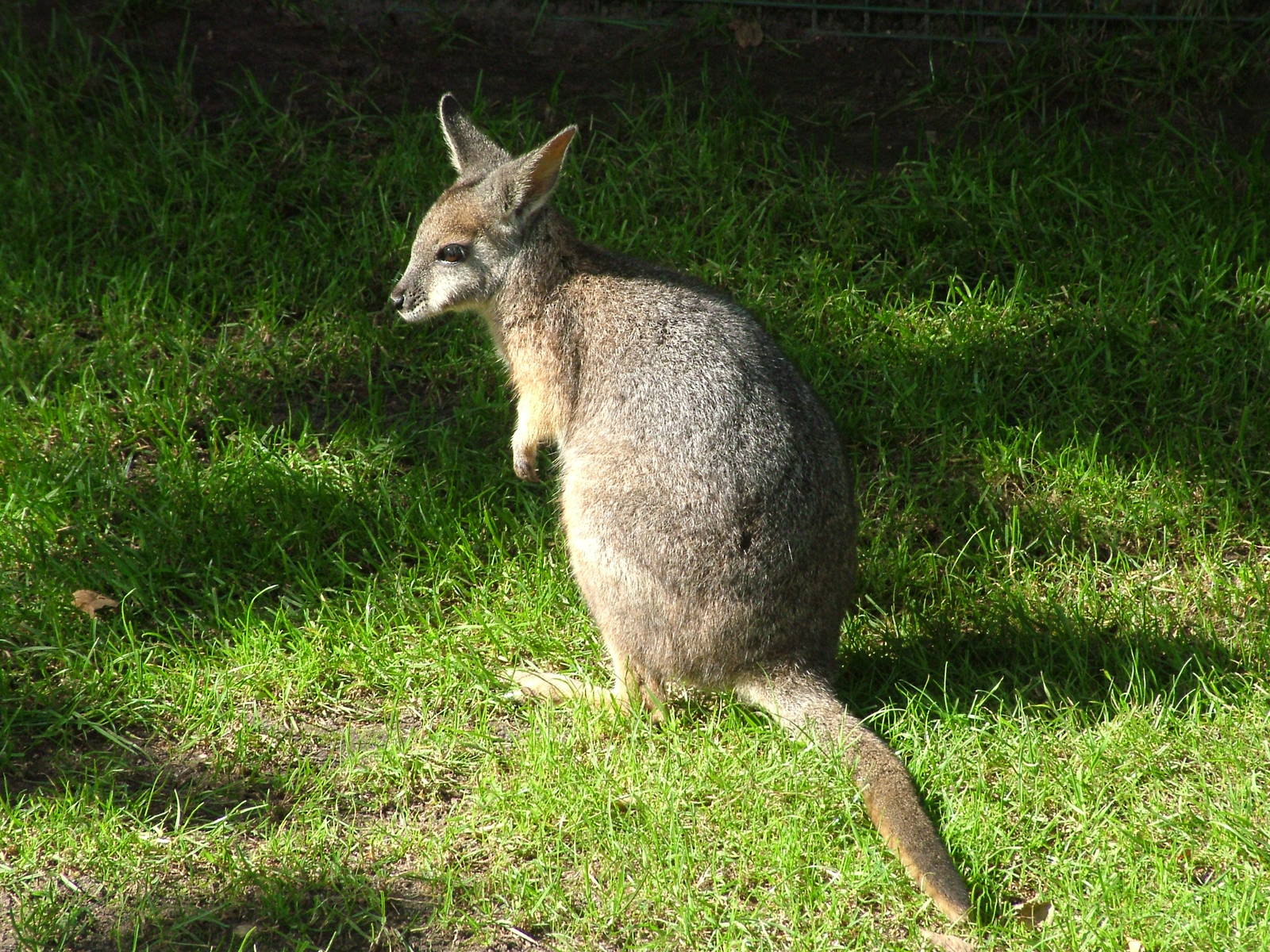 Tammar Wallaby (Macropus eugenii) at Tierpark Gettorf 2007