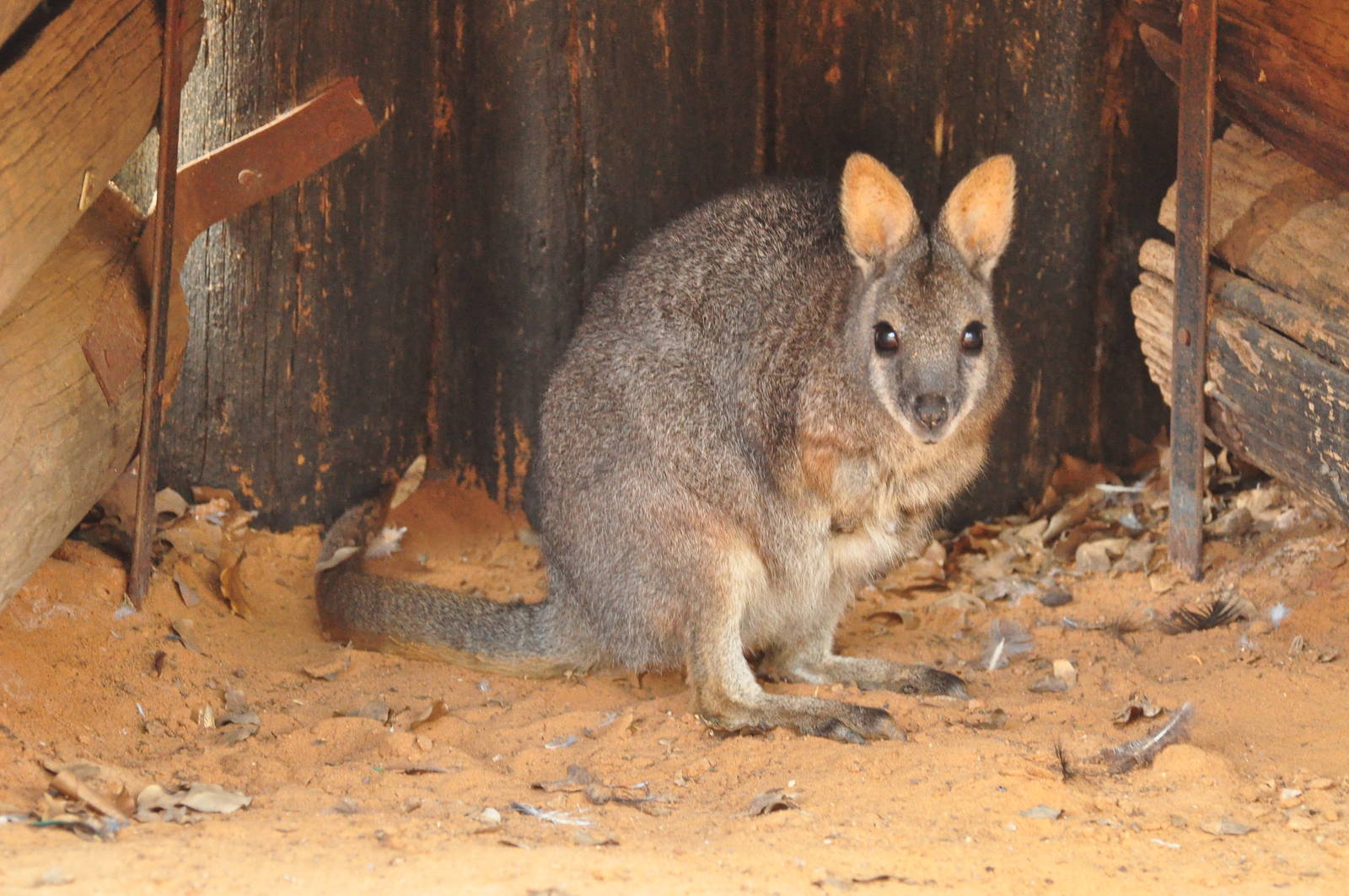 Tammar wallaby/ Macropus eugenii