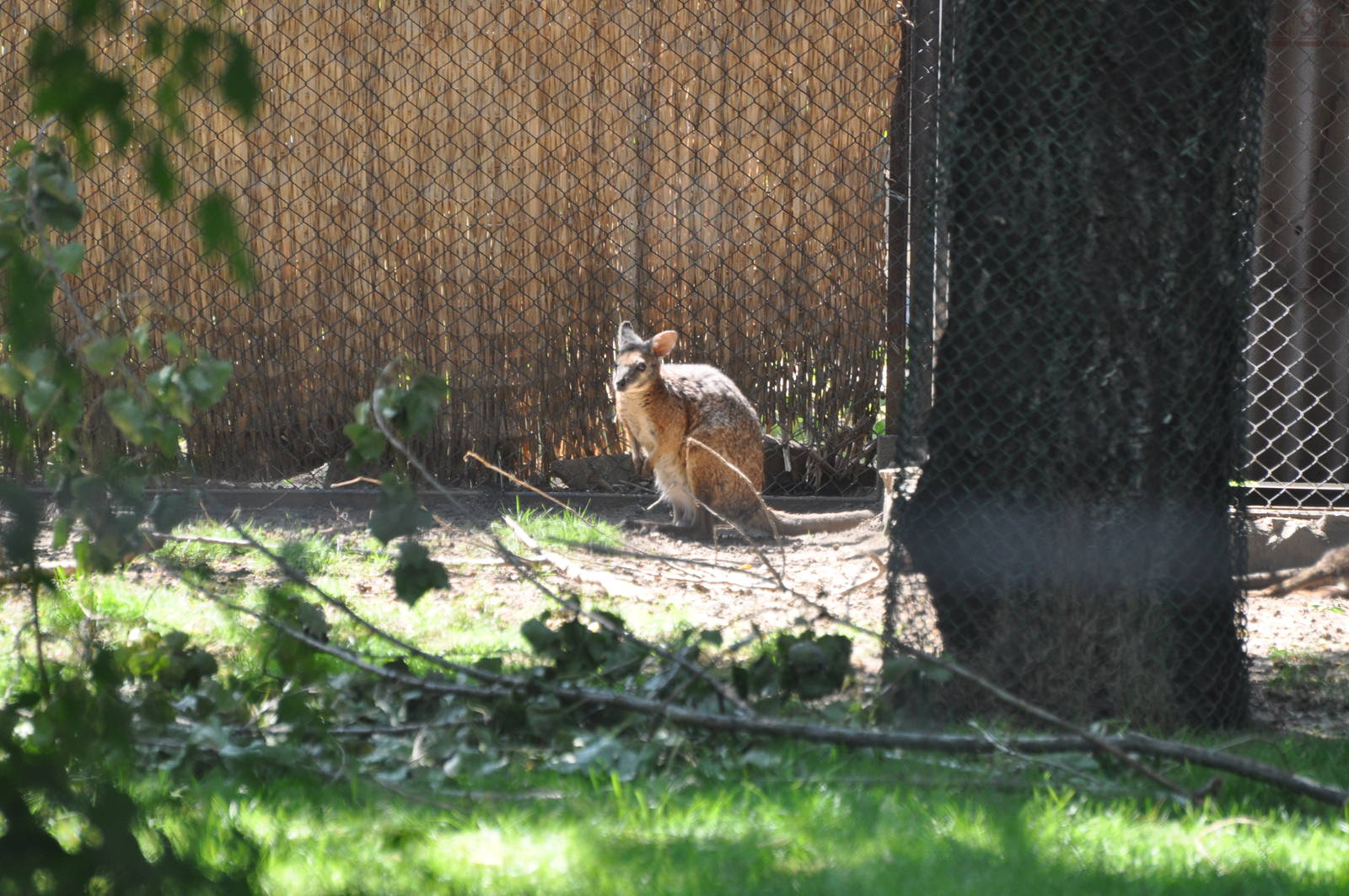Tammar wallaby/ Macropus eugenii