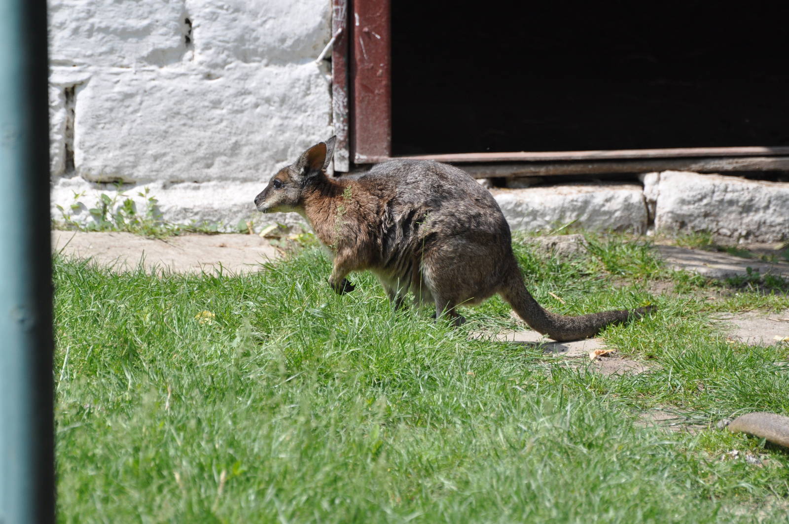 Tammar wallaby/ Macropus eugenii