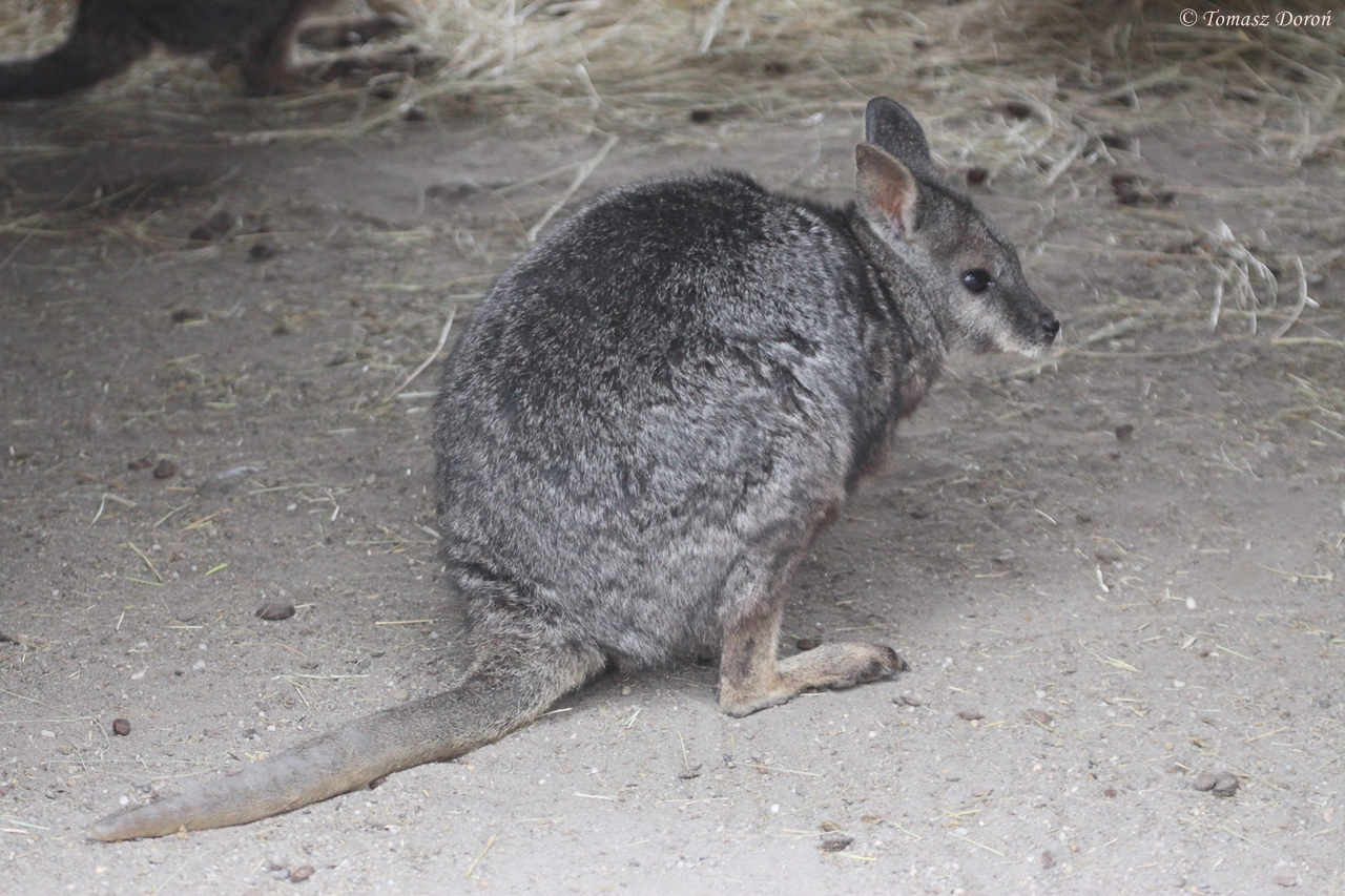 Tammar Wallaby (Macropus eugenii)