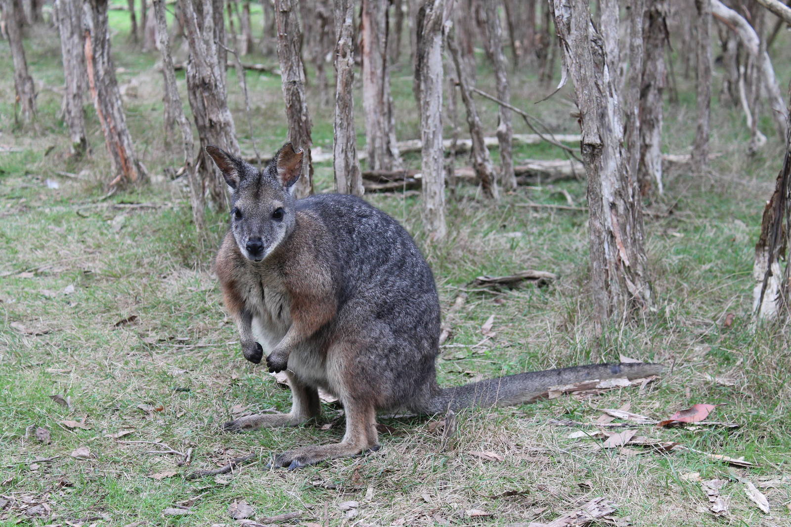 tammar wallaby (Macropus eugenii)