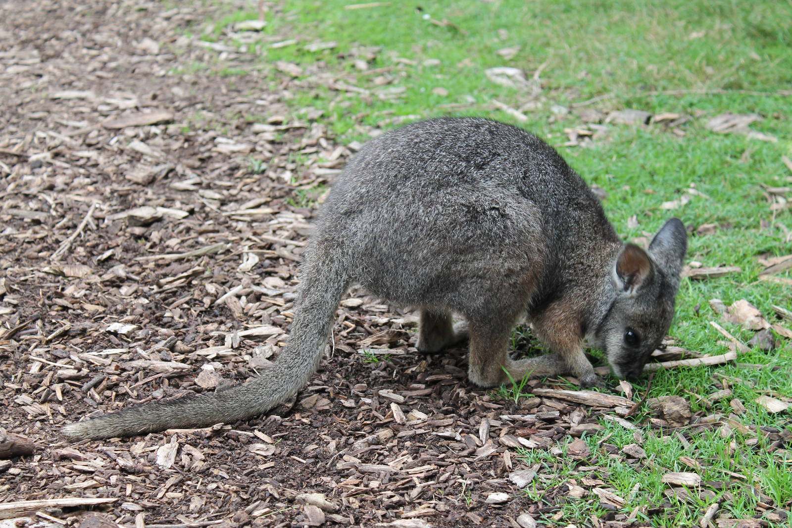 tammar wallaby (Macropus eugenii)