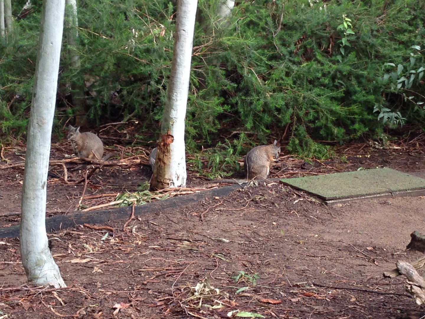 Tammar Wallaby (Macropus eugenii)