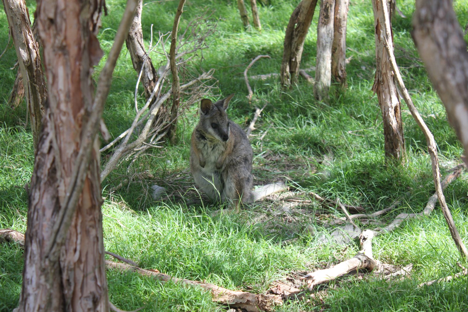 Tammar Wallaby (Macropus eugenii)