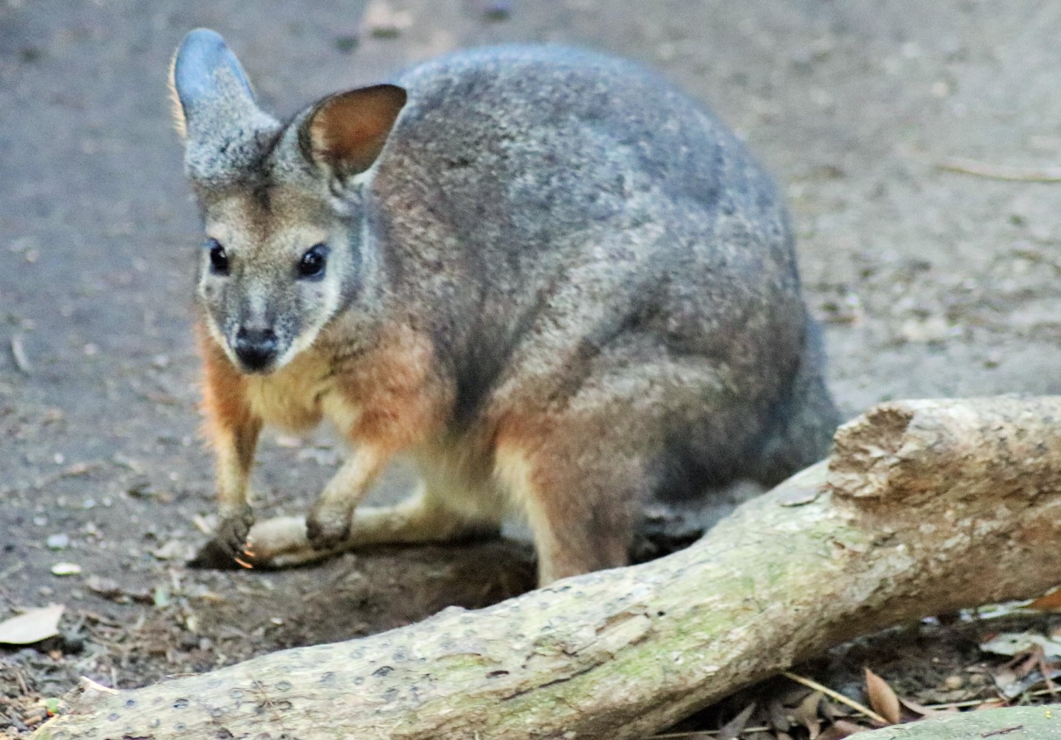 Tammar Wallaby (Macropus eugenii)