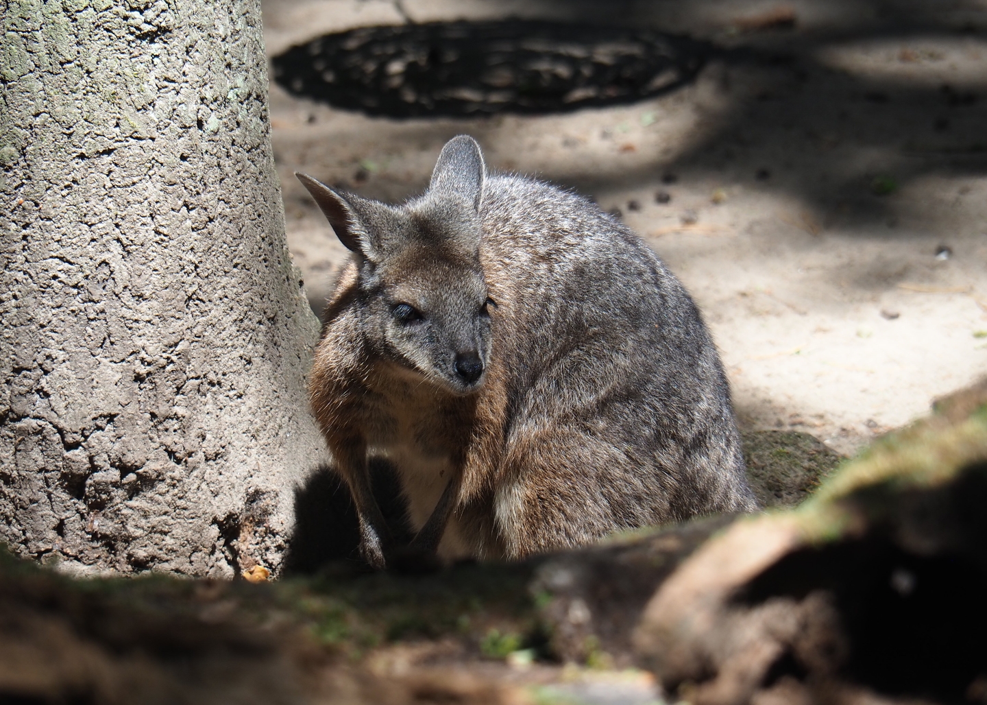 Tammar wallaby (Macropus eugenii)