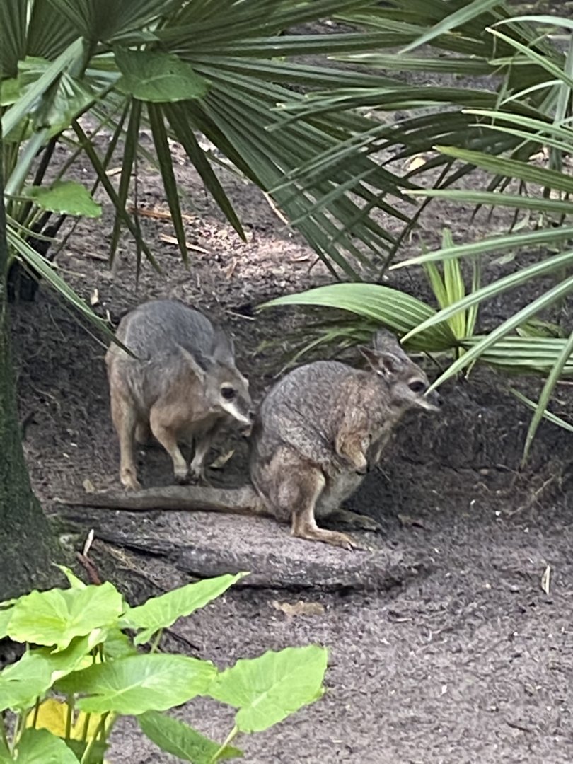 Tammar Wallaby (Macropus eugenii)