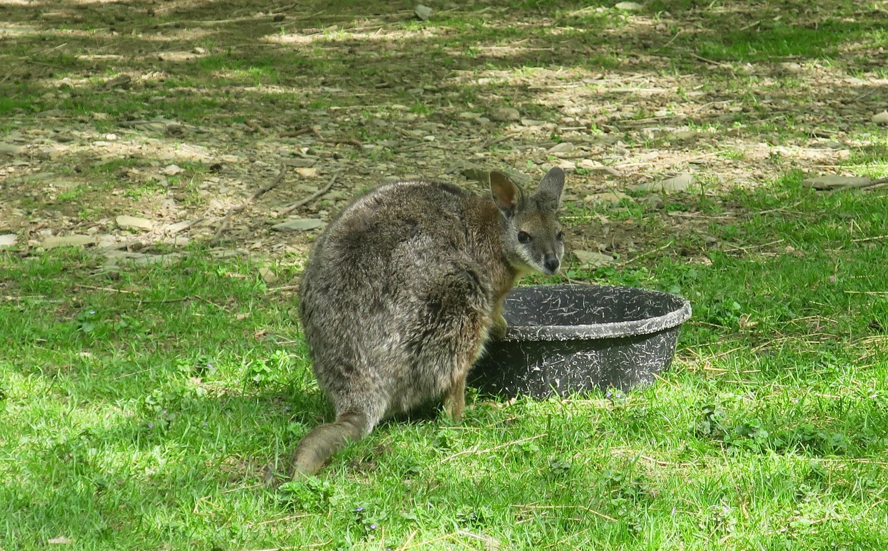 Tammar Wallaby (Notamacropus eugenii)