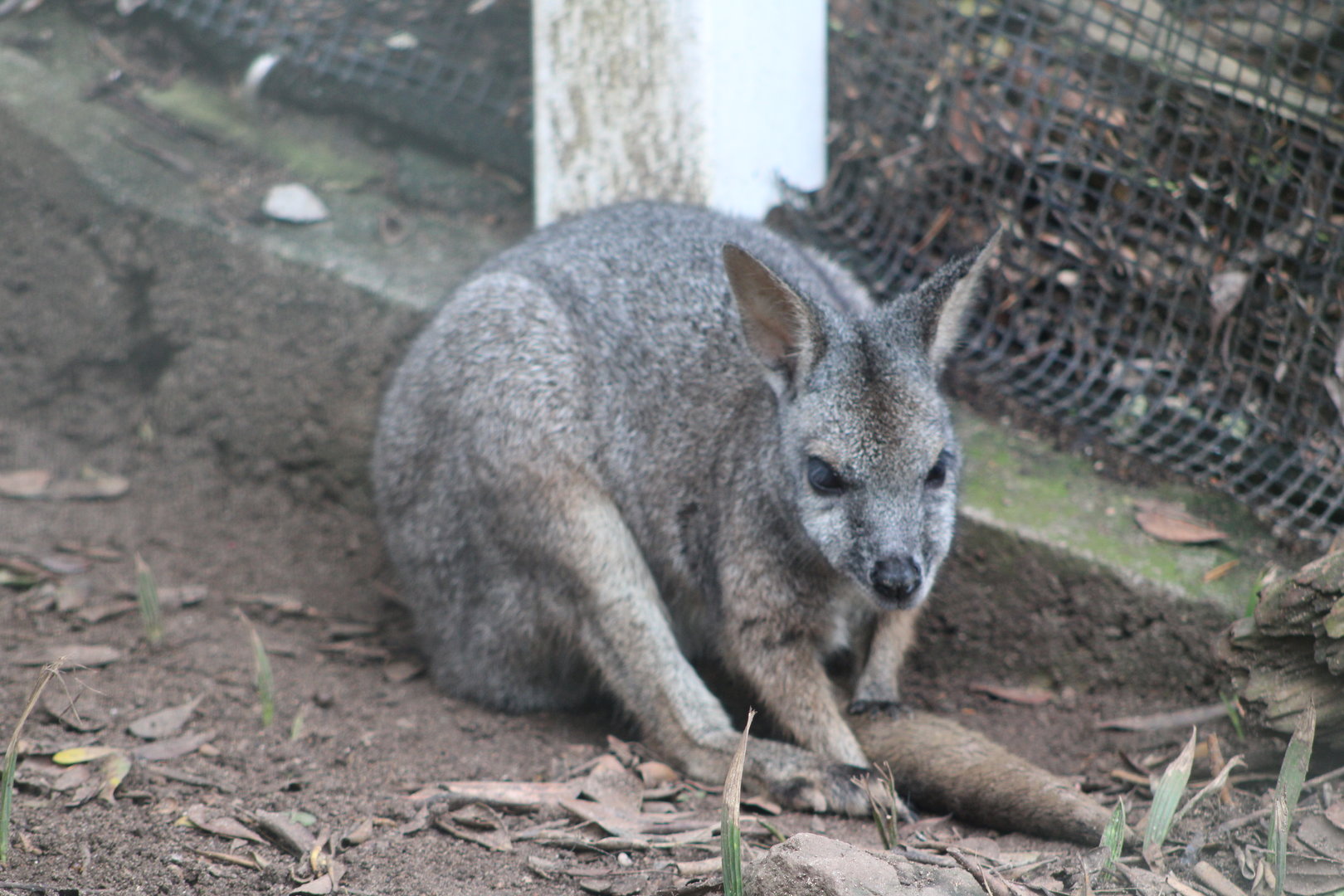 Tammar Wallaby (Notamacropus eugenii)