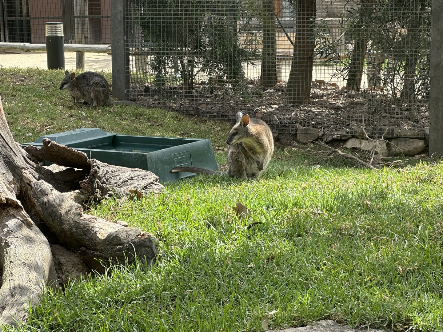 Tammar wallaby (Notamacropus eugenii)