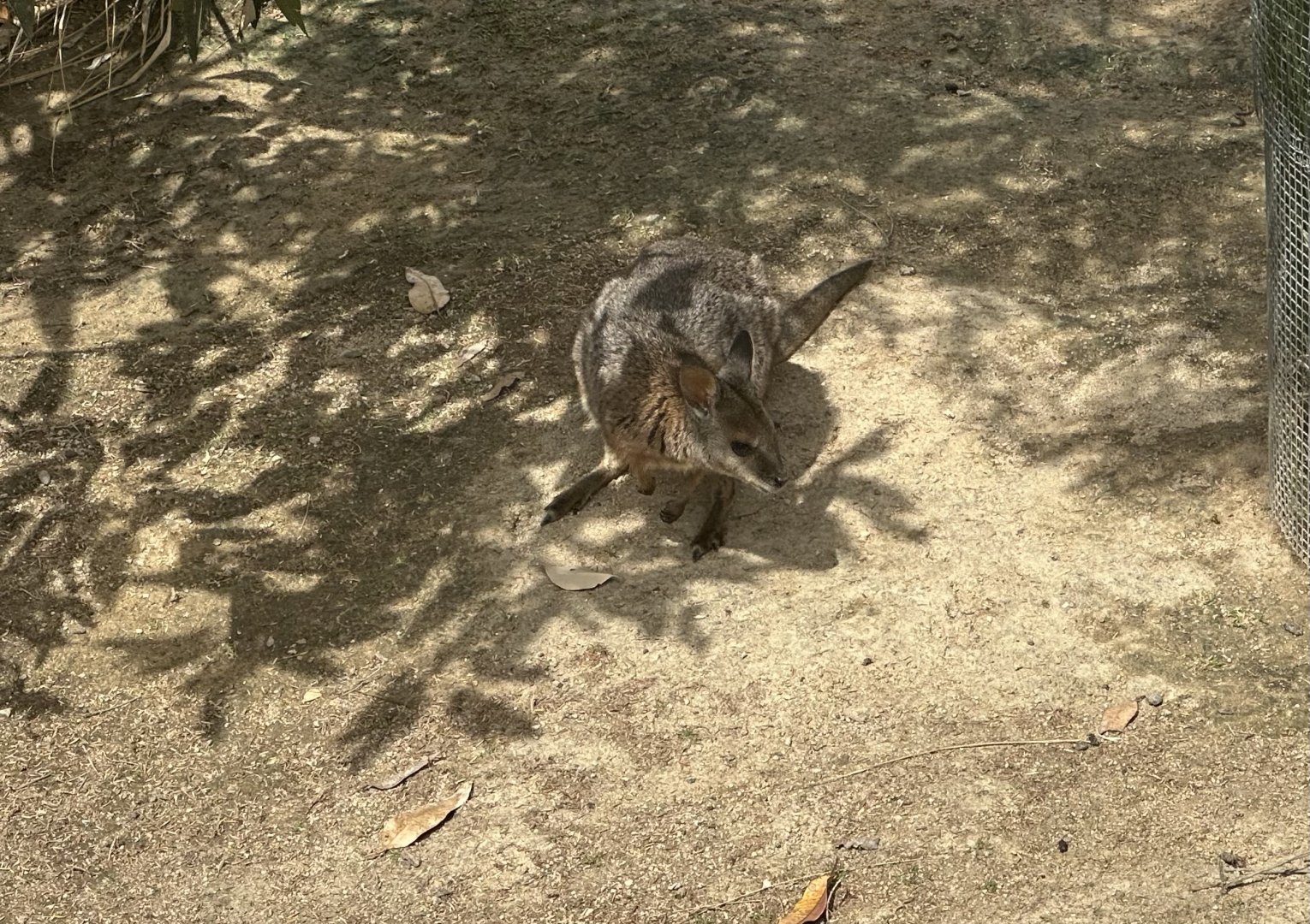 Tammar wallaby (Notamacropus eugenii)