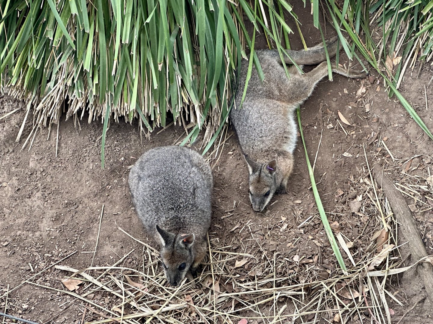 Tammar wallaby (Notamacropus eugenii)