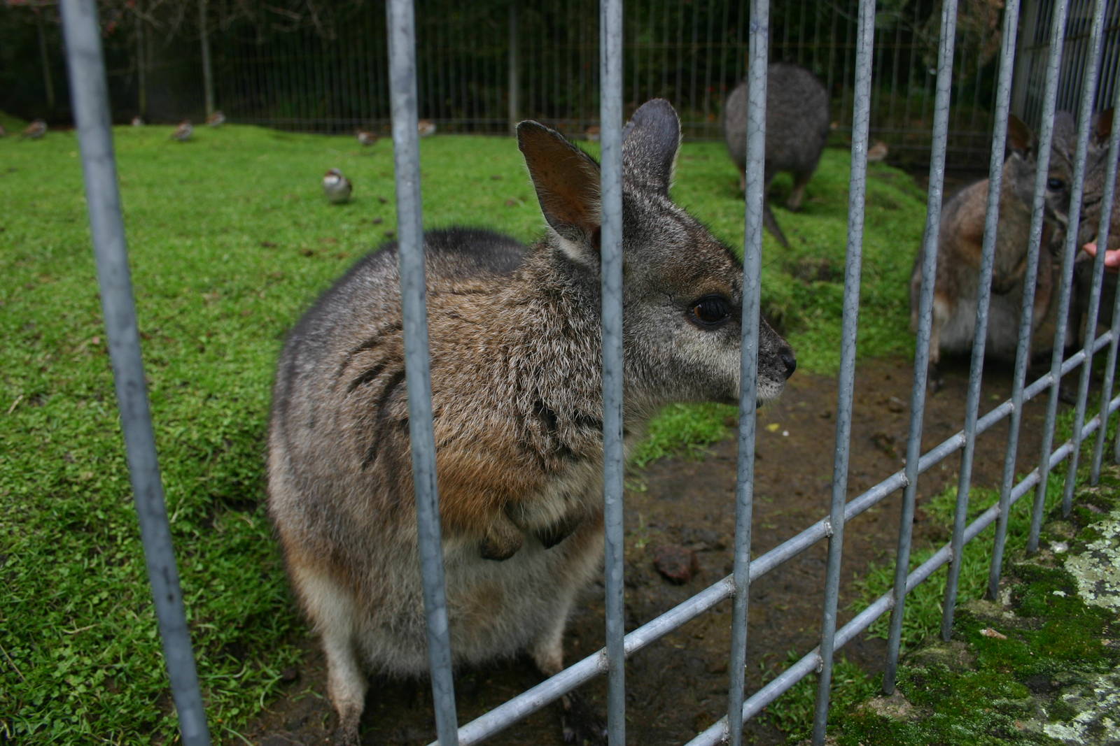 Tammar Wallaby - Paradise Valley Springs