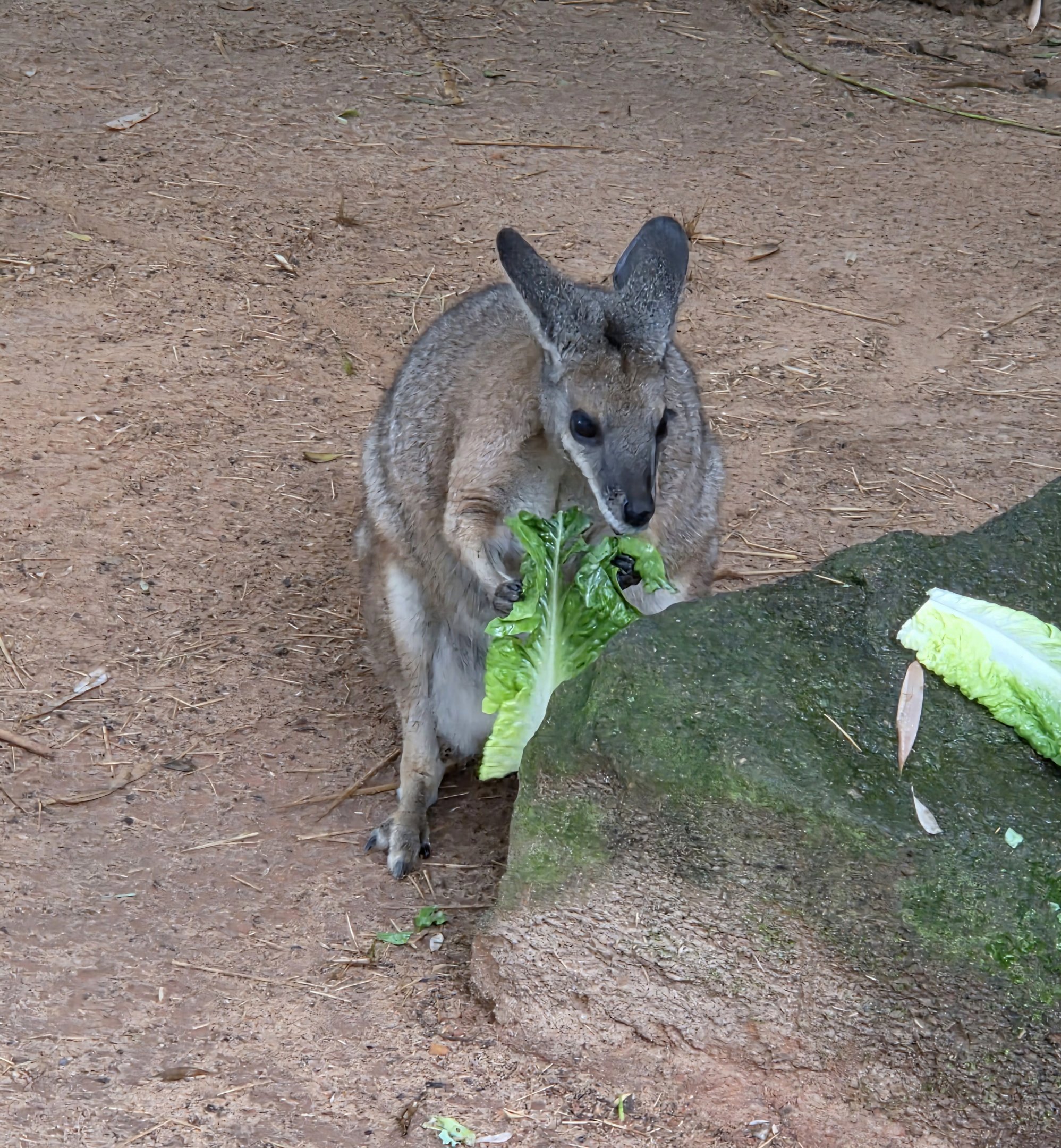 Tammar Wallaby  - Riverbanks Zoo