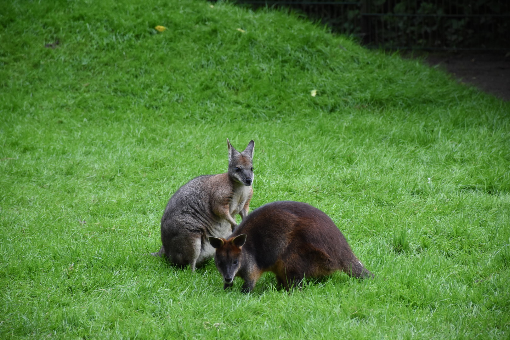 Tammar wallaby & Swamp wallaby