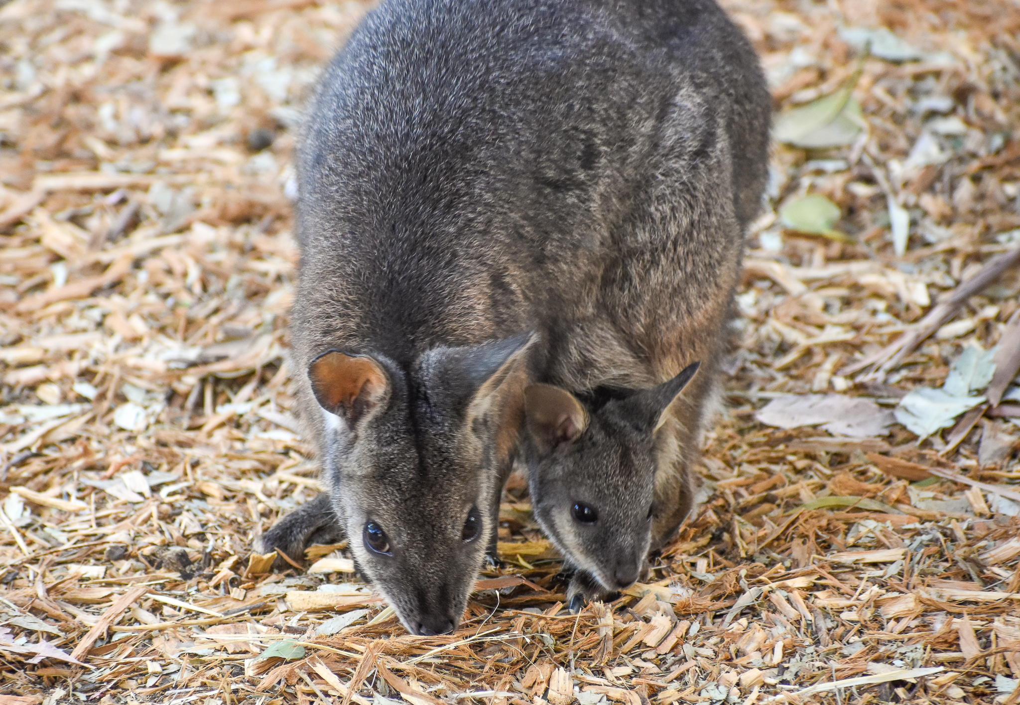 Tammar Wallaby with joey