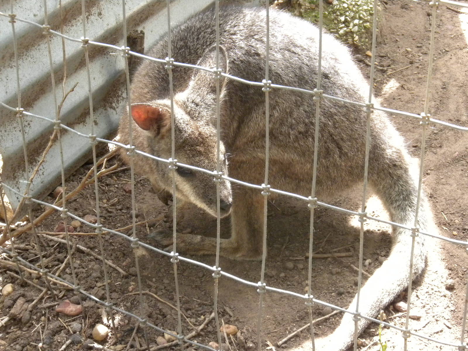 Tammar Wallaby