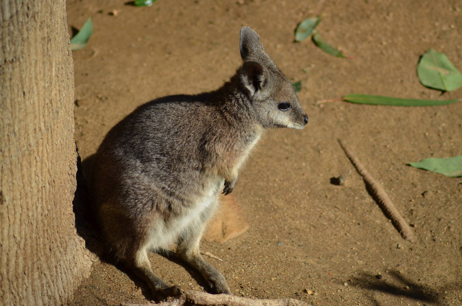 Tammar Wallaby