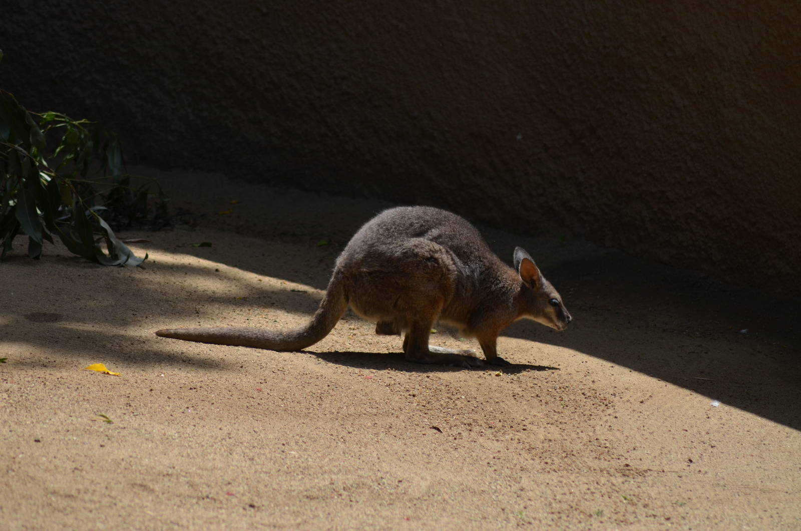 Tammar Wallaby