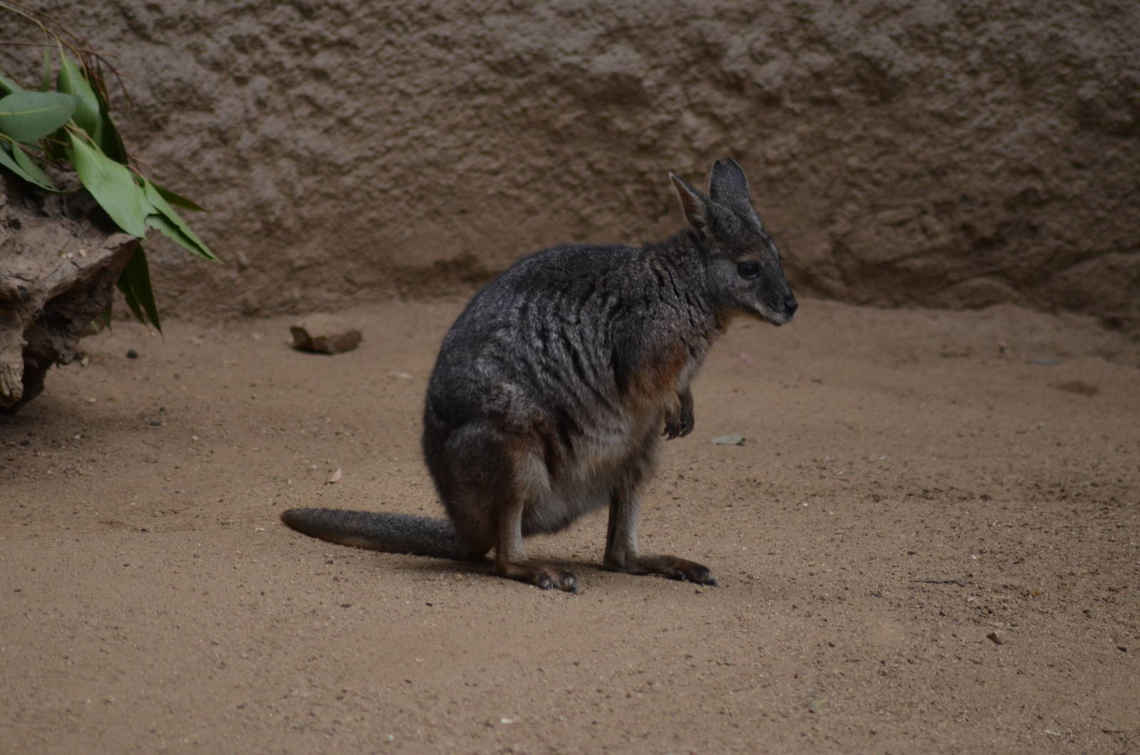 Tammar Wallaby