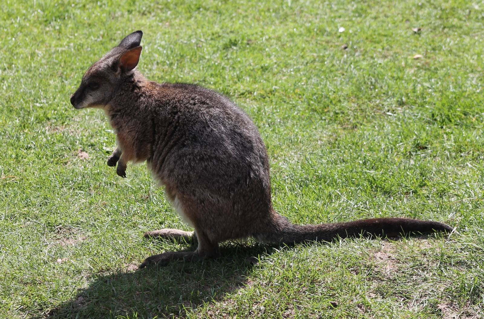 Tammar Wallaby