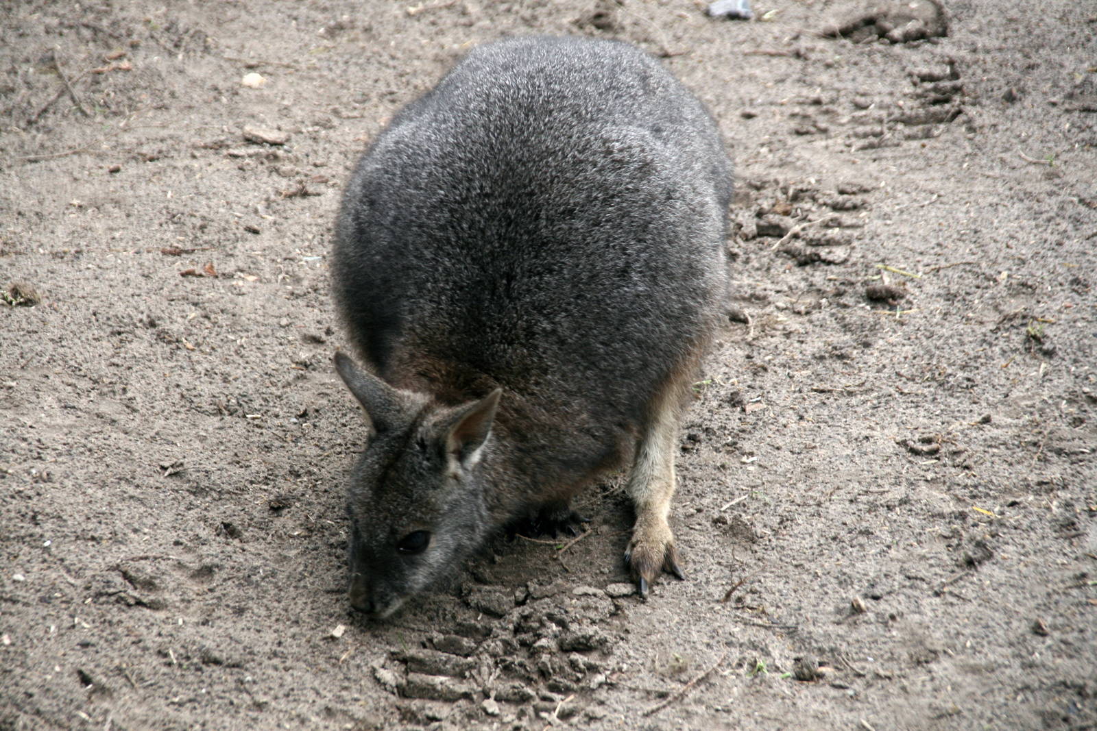 Tammar wallaby