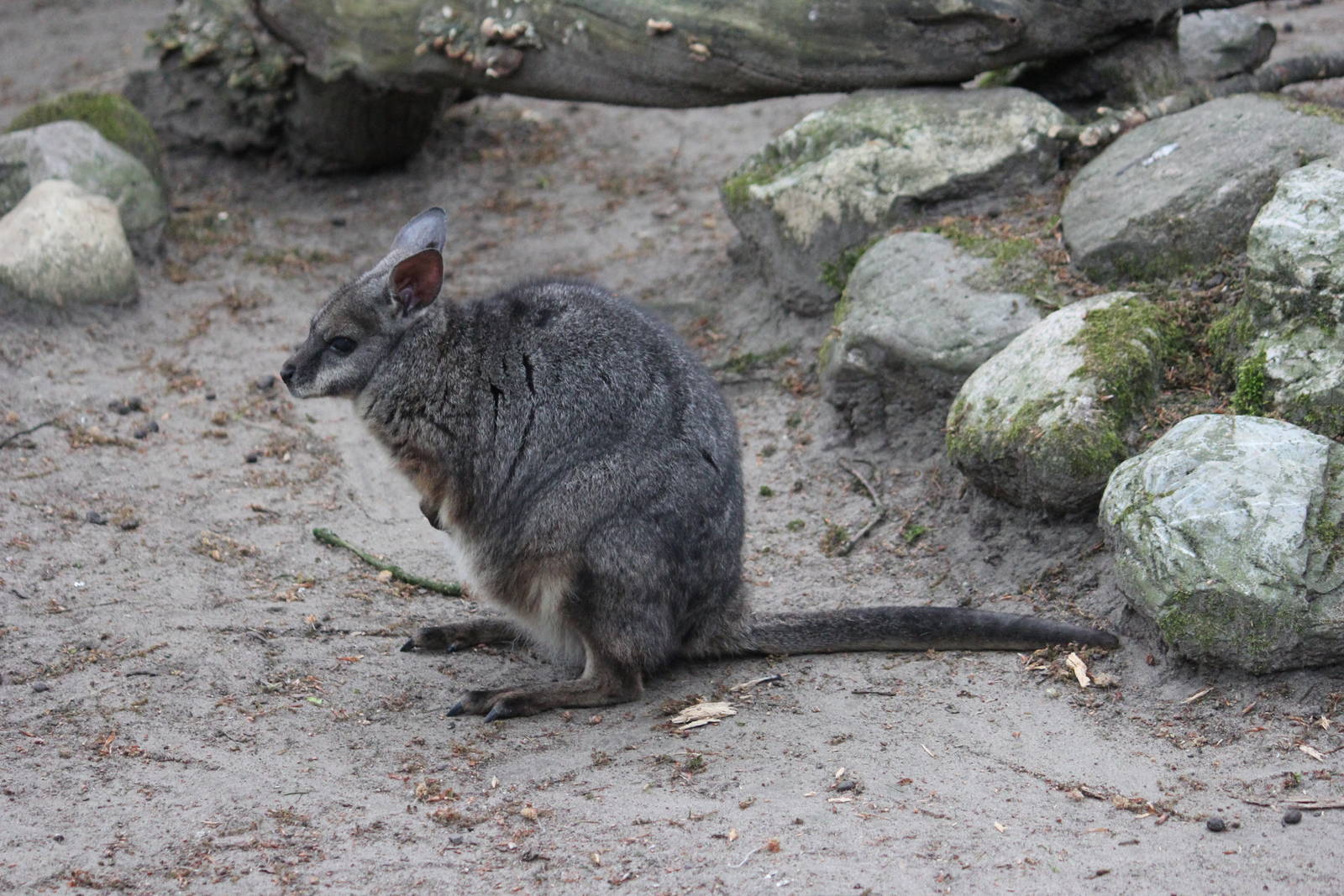 Tammar wallaby