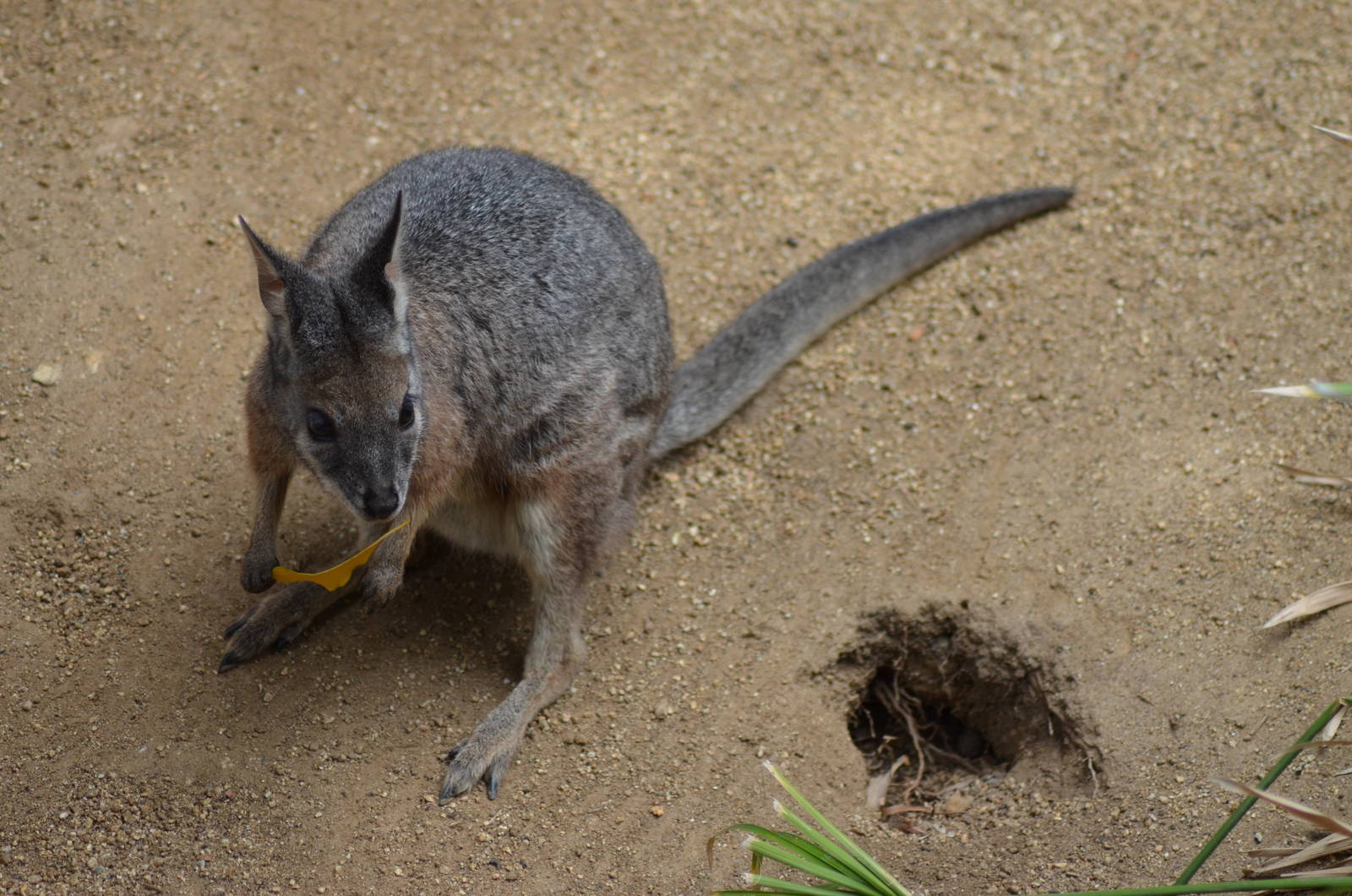 Tammar Wallaby