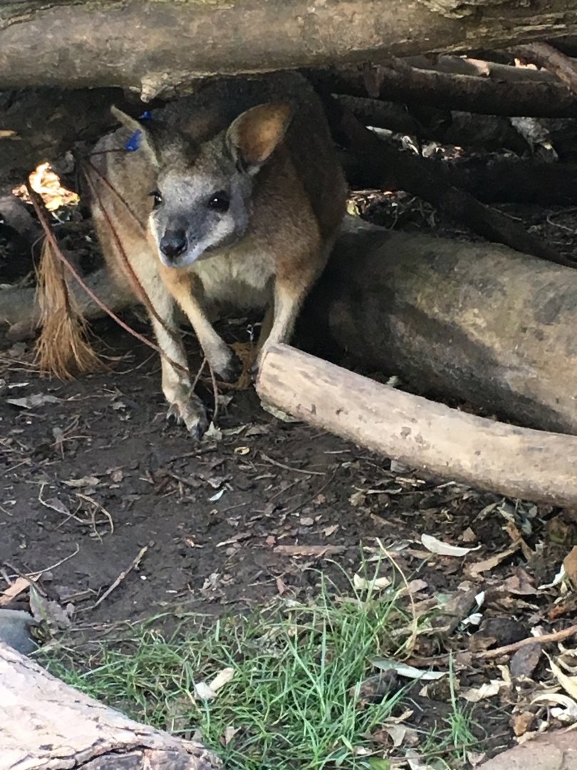 Tammar Wallaby