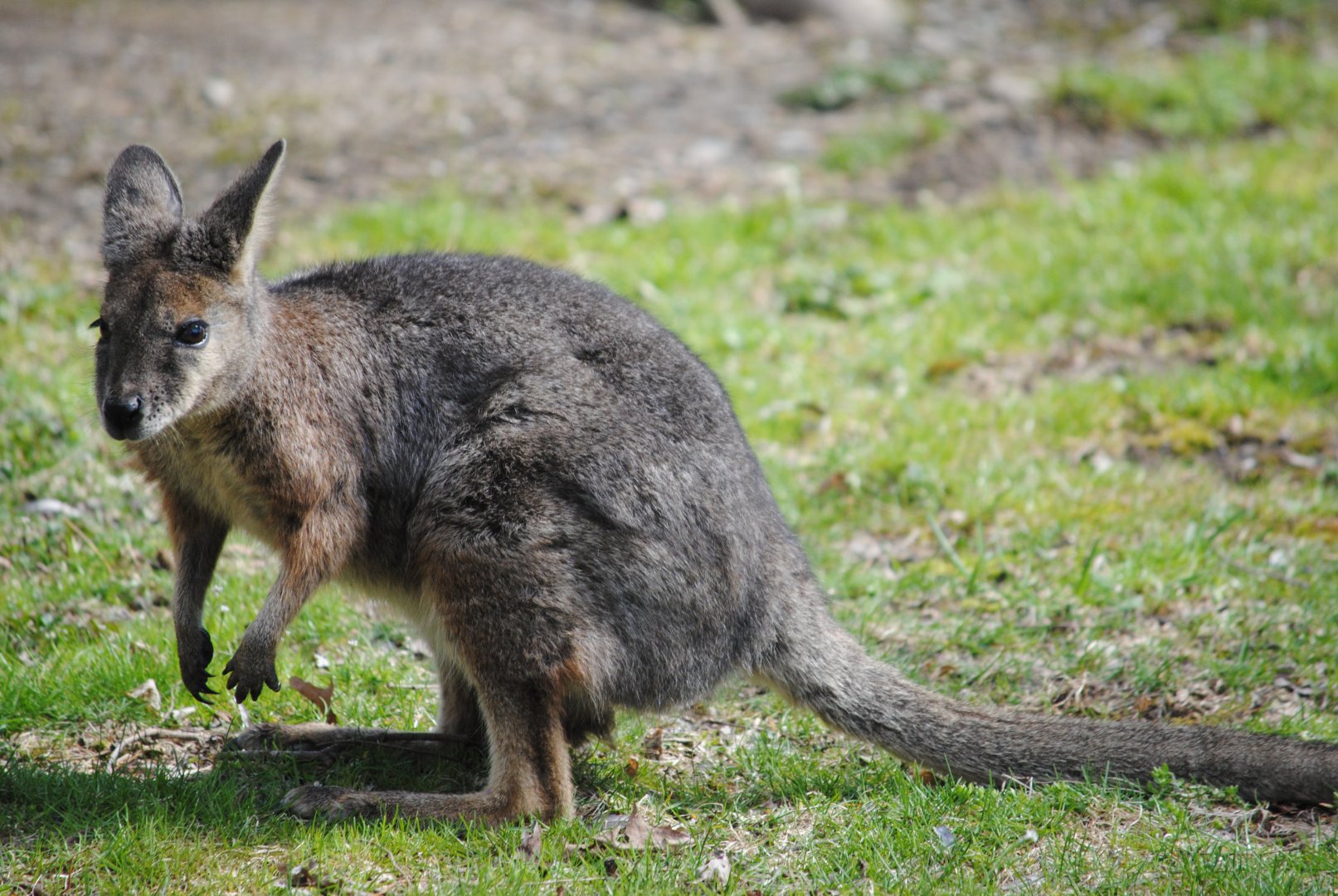 Tammar Wallaby