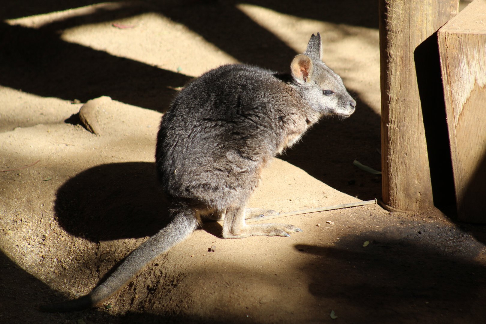 Tammar Wallaby