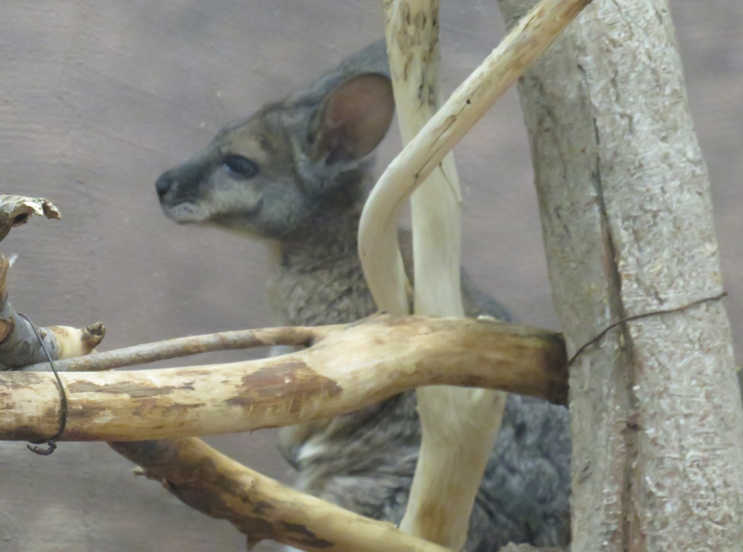 Tammar wallaby